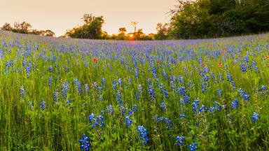 Sunset Over Blue Bonnets In Washington County, Texas USA