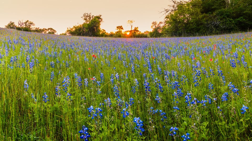 A field of blue flowers with trees in the background.