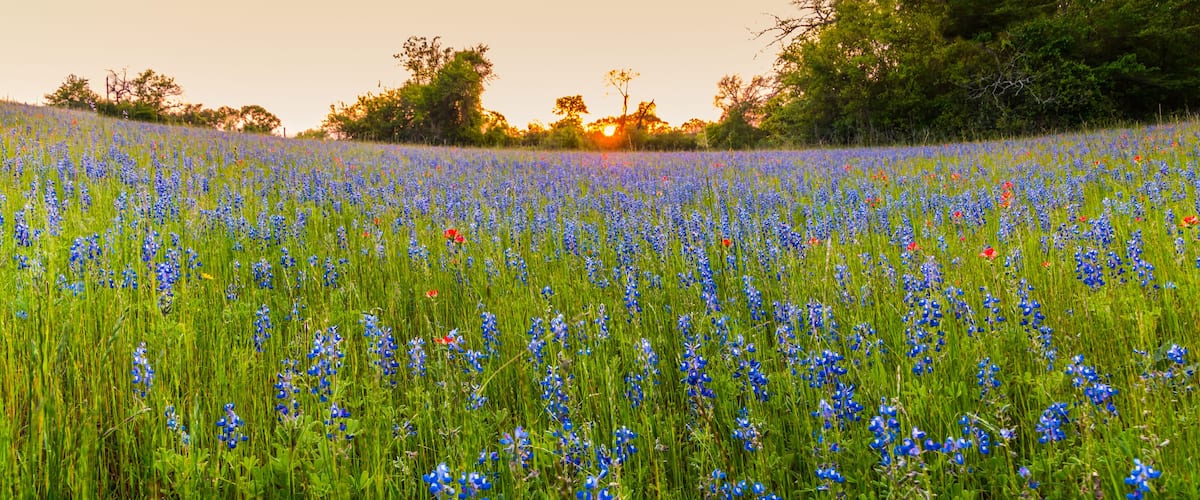 A field of blue flowers with trees in the background.