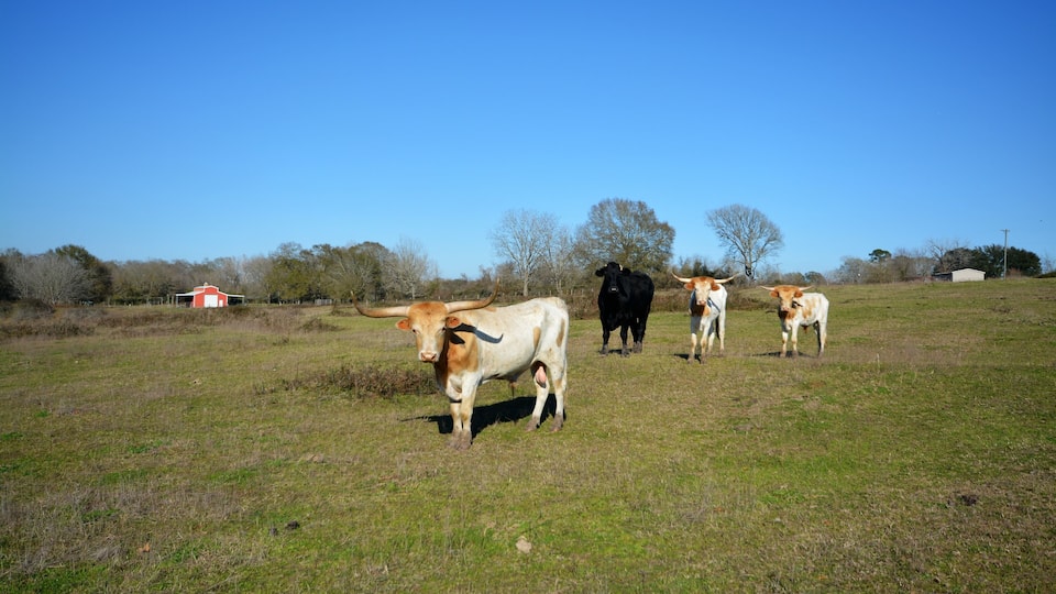 A grassy field with cows and a red barn in the background.