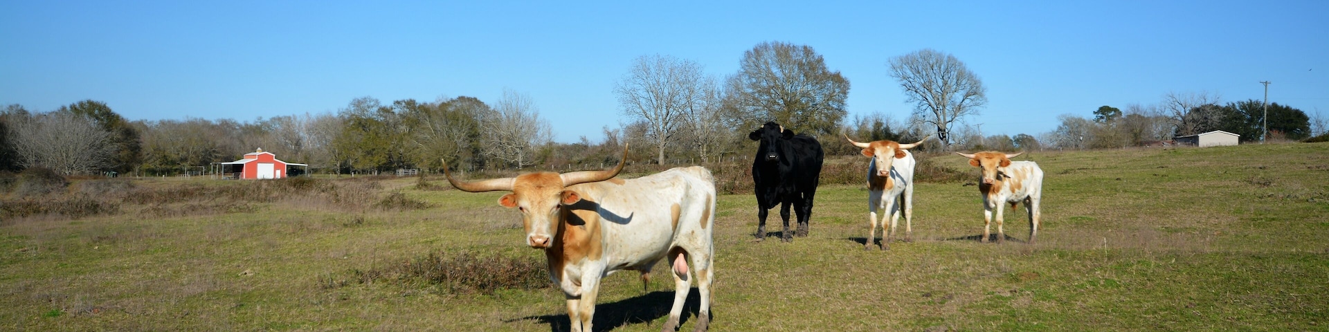Gorgeous bulls in the country