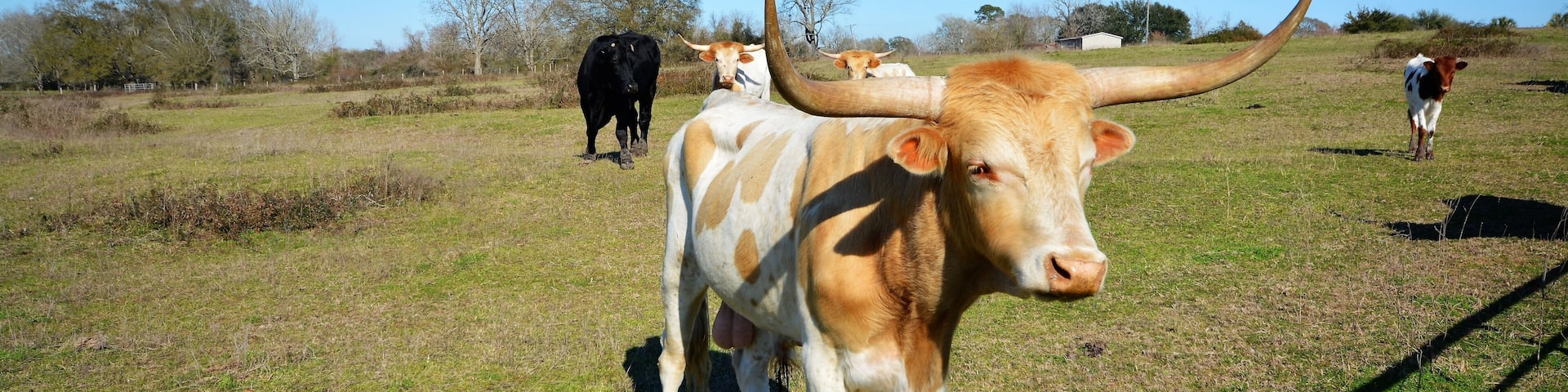 Gorgeous bulls in the country