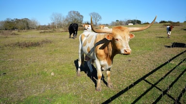 Gorgeous bulls in the country
