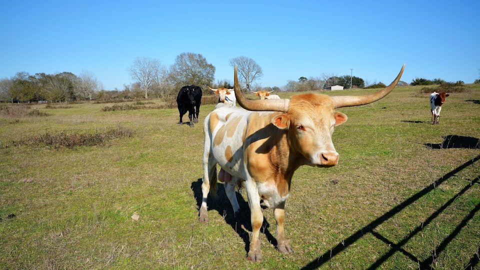 A herd of cattle grazing in a grassy field with a clear blue sky.