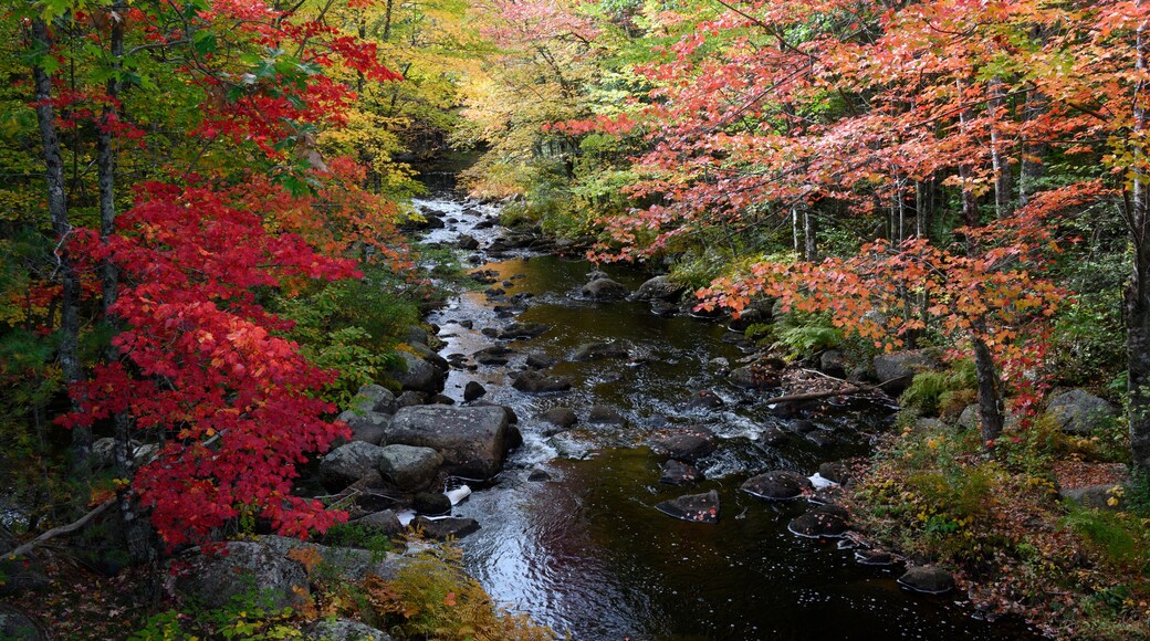 USA, Maine. Creek with red maples and fall foliage near Cherryfield Maine.