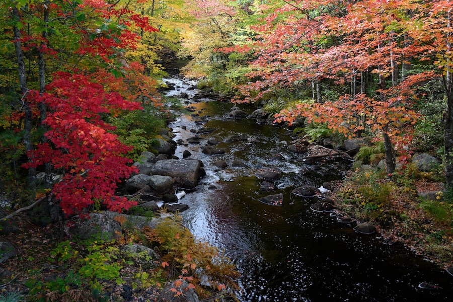 USA, Maine. Creek with red maples and fall foliage near Cherryfield Maine.