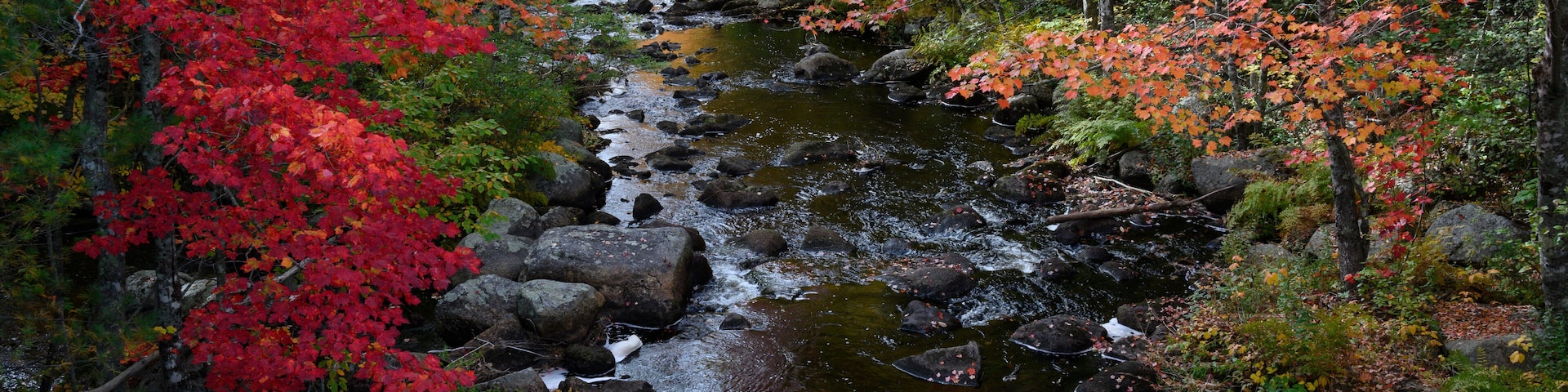 USA, Maine. Creek with red maples and fall foliage near Cherryfield Maine.