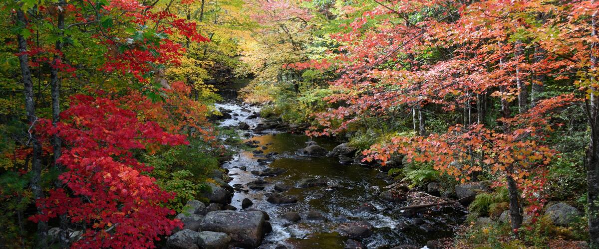 A forest stream surrounded by autumn foliage.