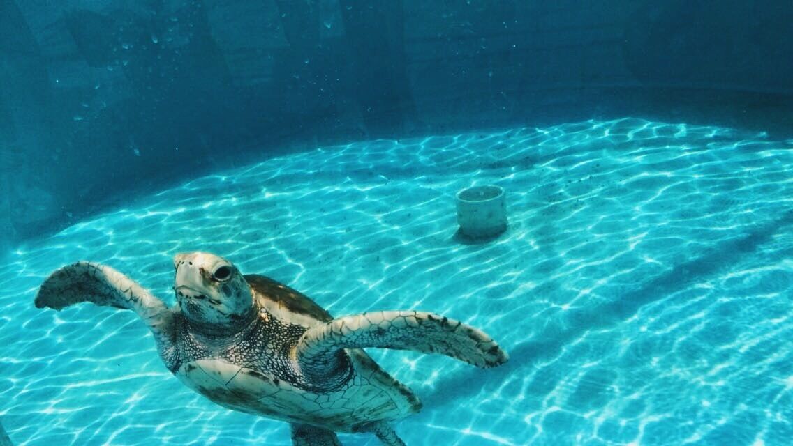 Loggerhead turtle in recovery