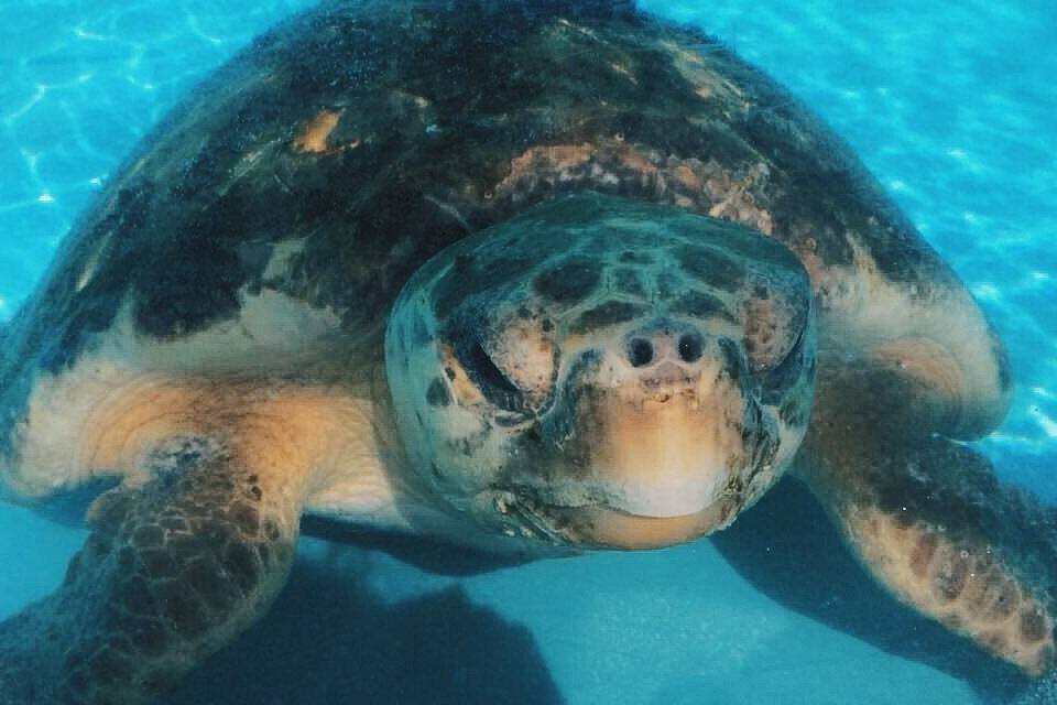 A sea turtle swimming in clear blue water.