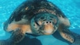 Up close and personal with a turtle in recovery