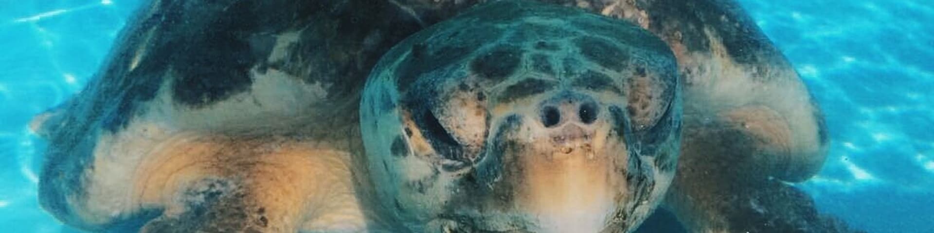 Up close and personal with a turtle in recovery