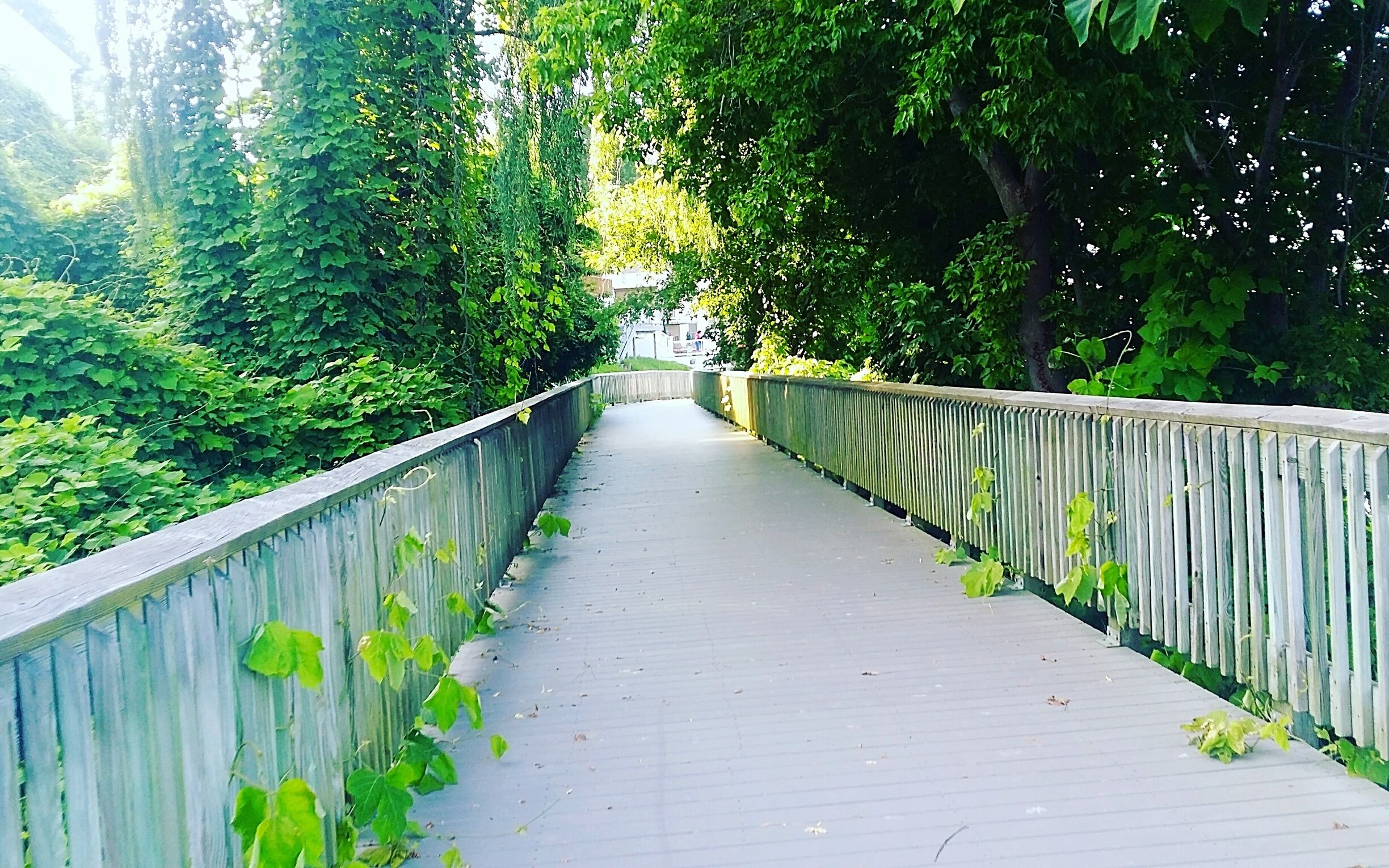 Boardwalk along the beautiful Chesapeake Bay.