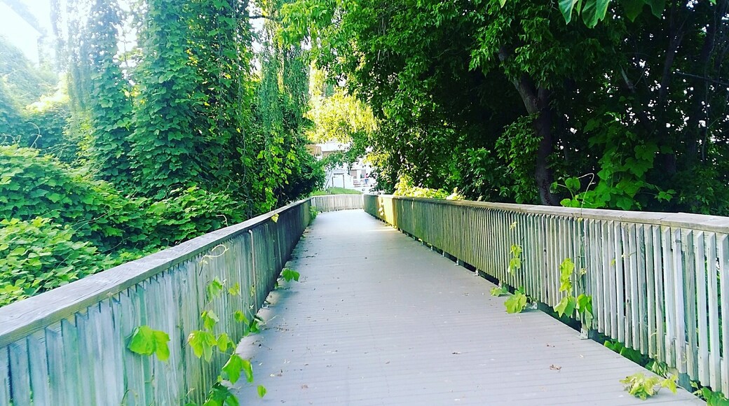 Boardwalk along the beautiful Chesapeake Bay.