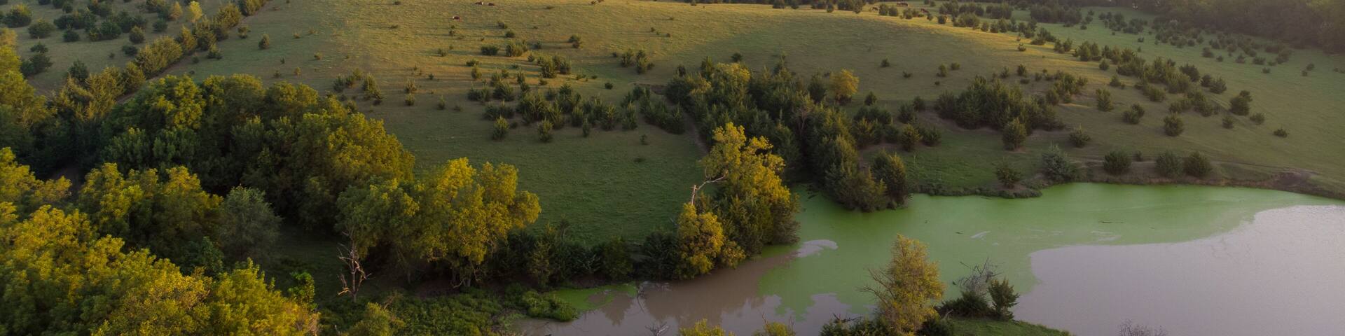 Nebraska wetland and livestock pond with moss and algae.