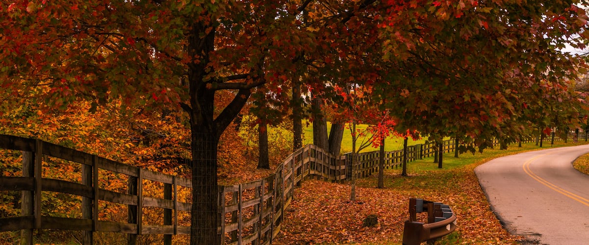A park with a curved road, wooden fences, and trees with autumn leaves.