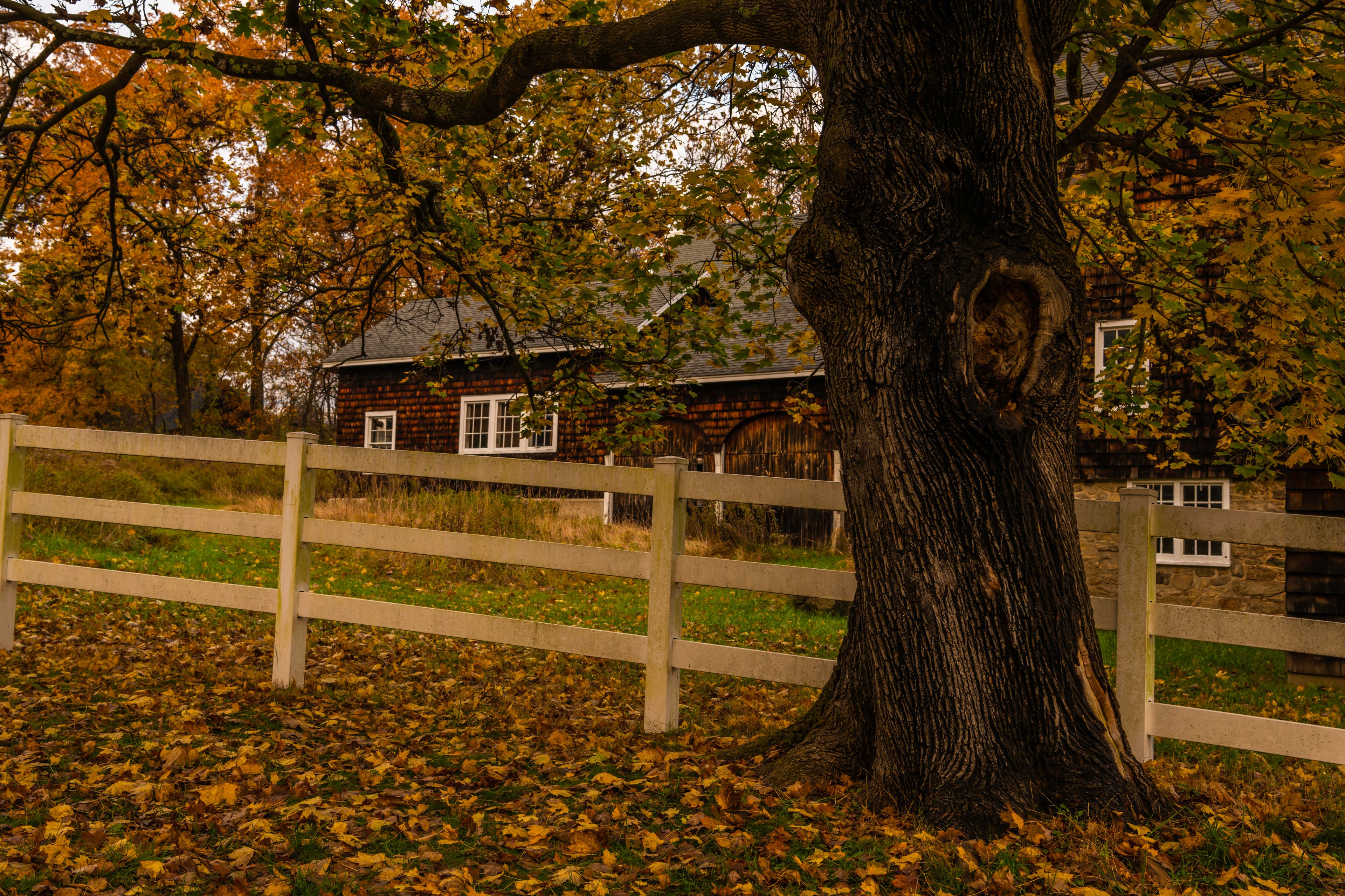 A large tree with a thick trunk, a wooden fence, and a house with a red roof in the background.