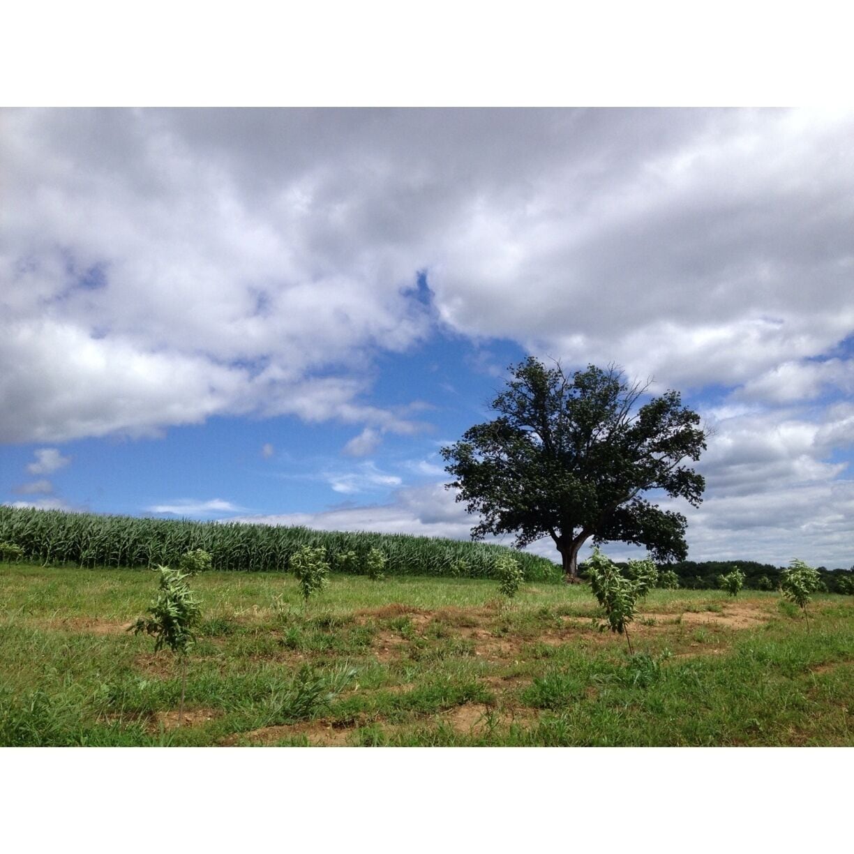 Acres and acres of farmland show that NJ is not always what people think. This long standing farm has tons of fun activities for kids - from pony rides to petting stations.  Wine tasting for adults, pick your own fruit and vegetables over acres and acres, hayrides, homemade ice cream. All right in Chester NJ.  August 2013. 
#localgem
#green
#blue
