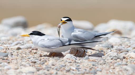Least tern bonded couple with fish in Allen's Pond Wildlife Sanctuary, Westport, Massachusetts