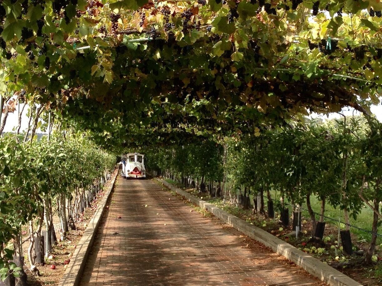 30 minutes from Boston, this is the perfect apple/plum-picking spot. Very family-friendly and has a wonderful gift shop as you're exiting, filled with homemade jams, pies, and donuts! 