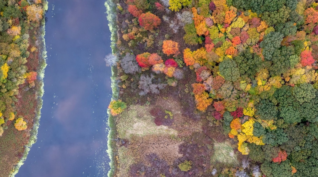 Aerial view of colorful autumn forest and meandering river, Oak Hill Park, Newton, Massachusetts, United States.