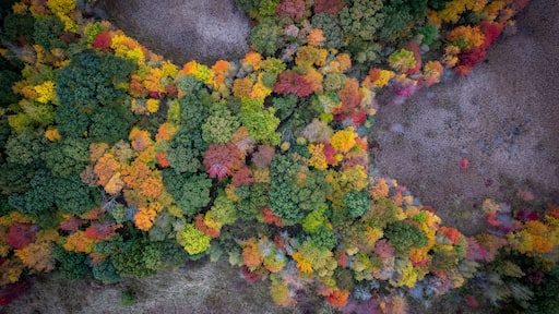 Aerial view of vibrant autumn forest canopy in Needham, Massachusetts, United States.