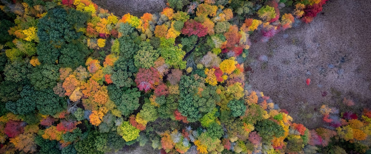 An aerial view of a forest with a mix of green, yellow, and red foliage.
