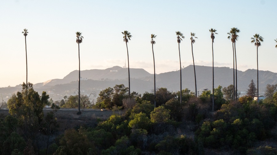 Palm trees in front of the mountains where the famous Hollywood sign is located. Los Angeles, California