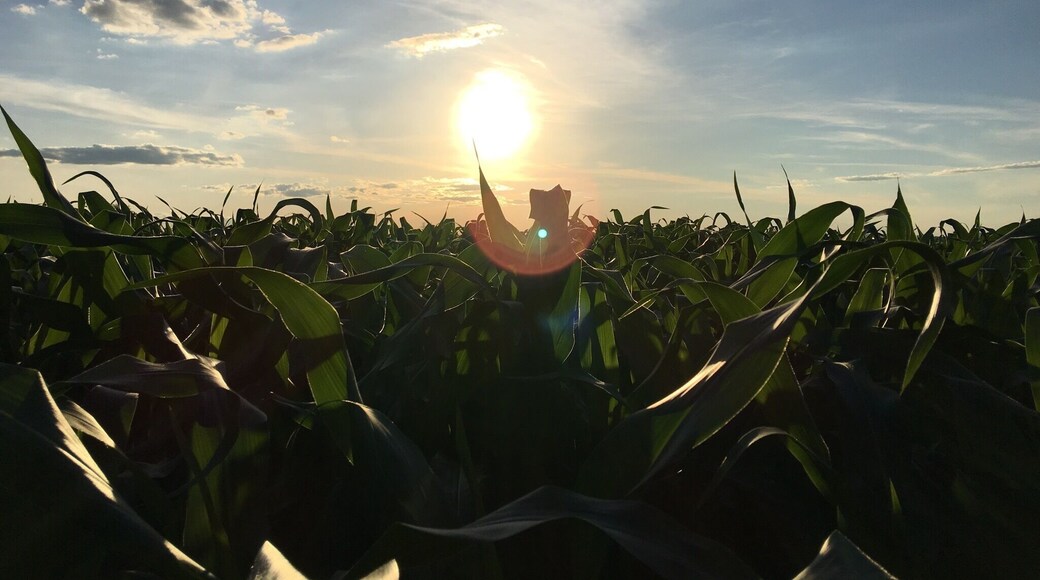 Corn fields of Amish Country