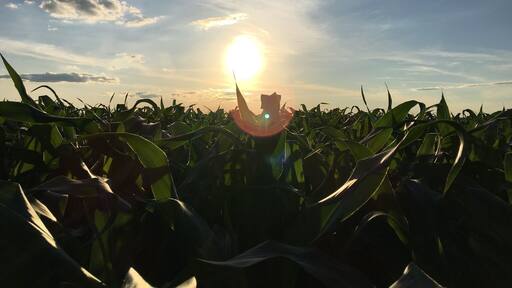 Corn fields of Amish Country