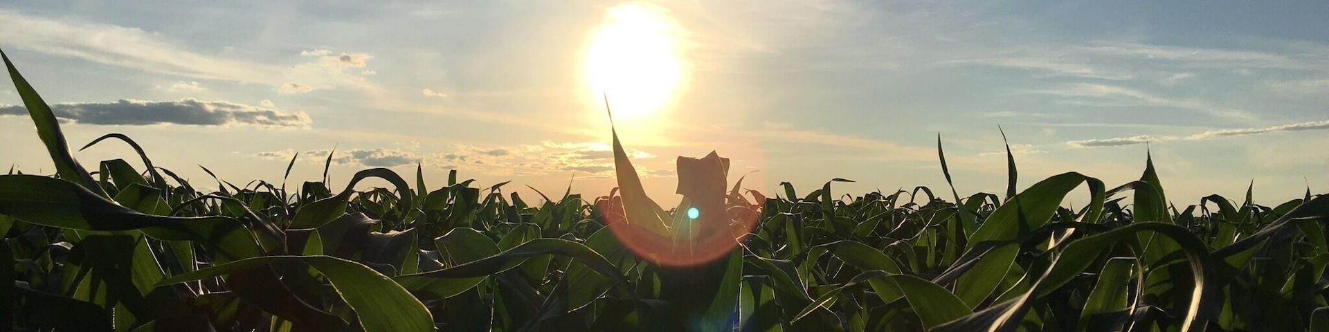 Corn fields of Amish Country