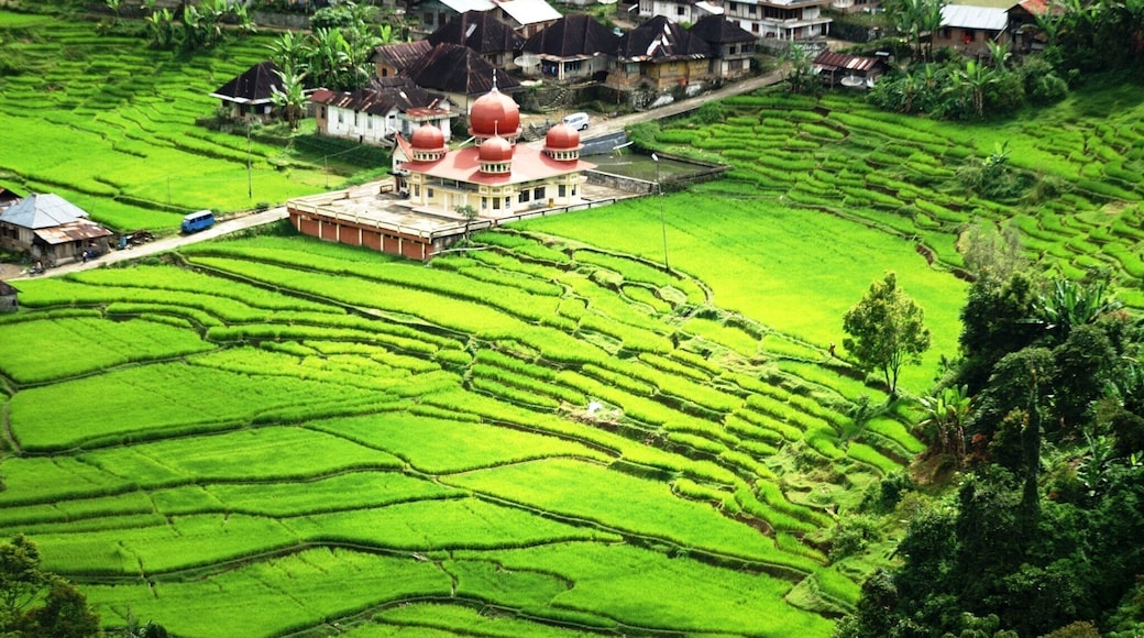 Rice terraces near Bukit Tinggi, West Sumatra #AboveItAll