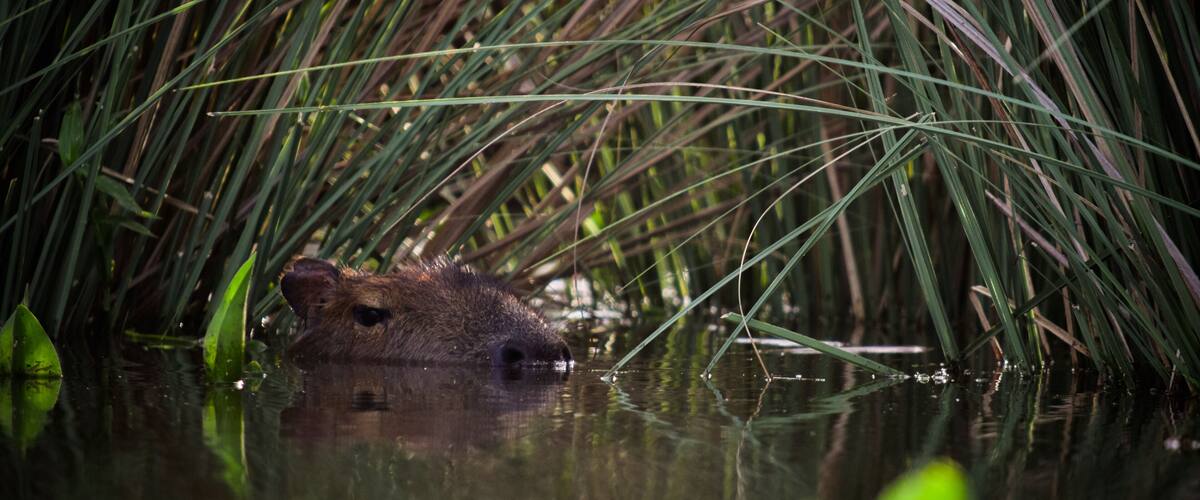 A beaver partially submerged in water with tall grasses around.
