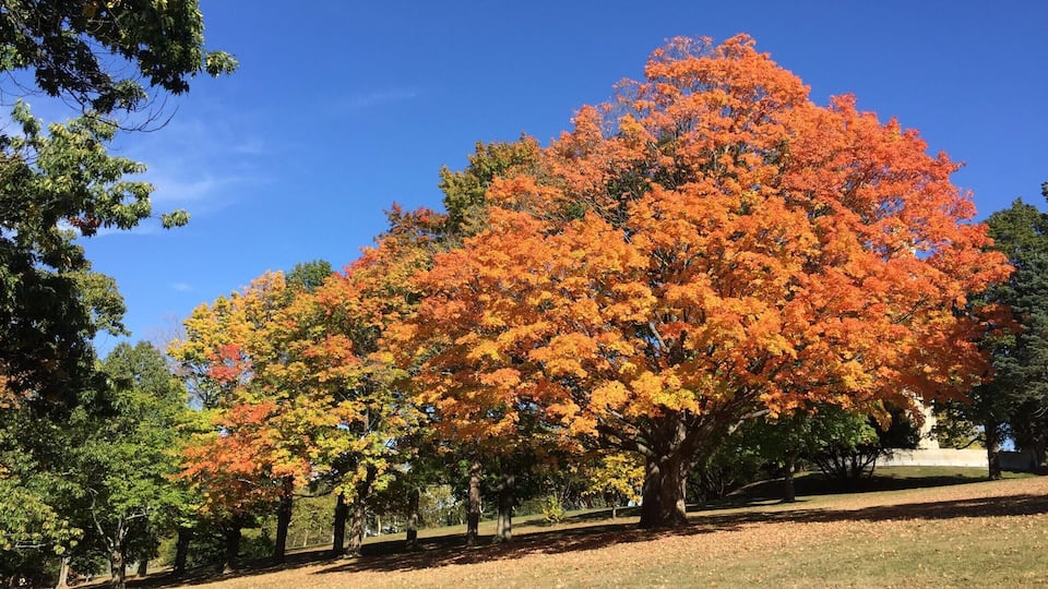 A park with a large tree displaying vibrant orange and yellow autumn leaves.