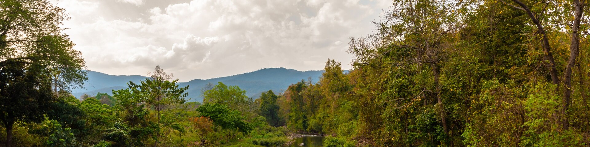 Un río rodeado de abundante vegetación y montañas al fondo.