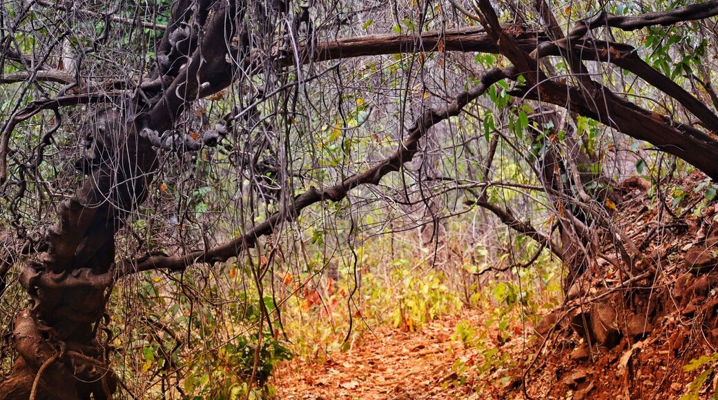 The natural UNDERPASS.
Some wonderful structures of the nature are so adorable but hidden in the wild .