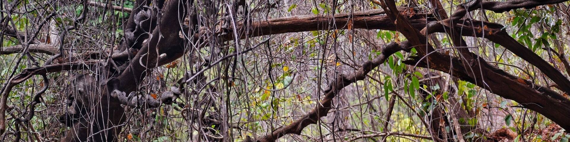 The natural UNDERPASS.
Some wonderful structures of the nature are so adorable but hidden in the wild .