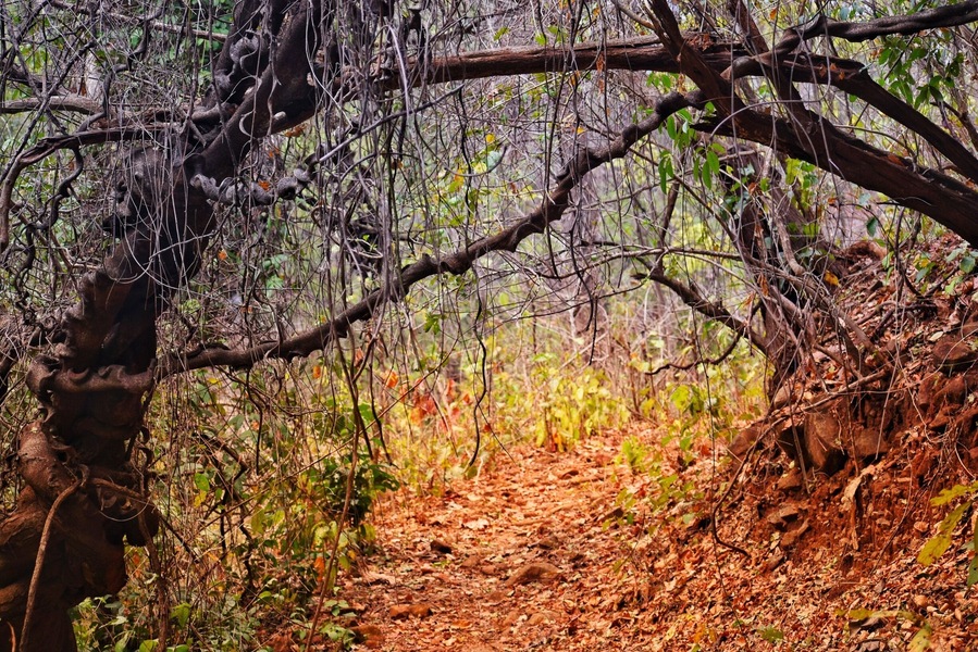 The natural UNDERPASS.
Some wonderful structures of the nature are so adorable but hidden in the wild .