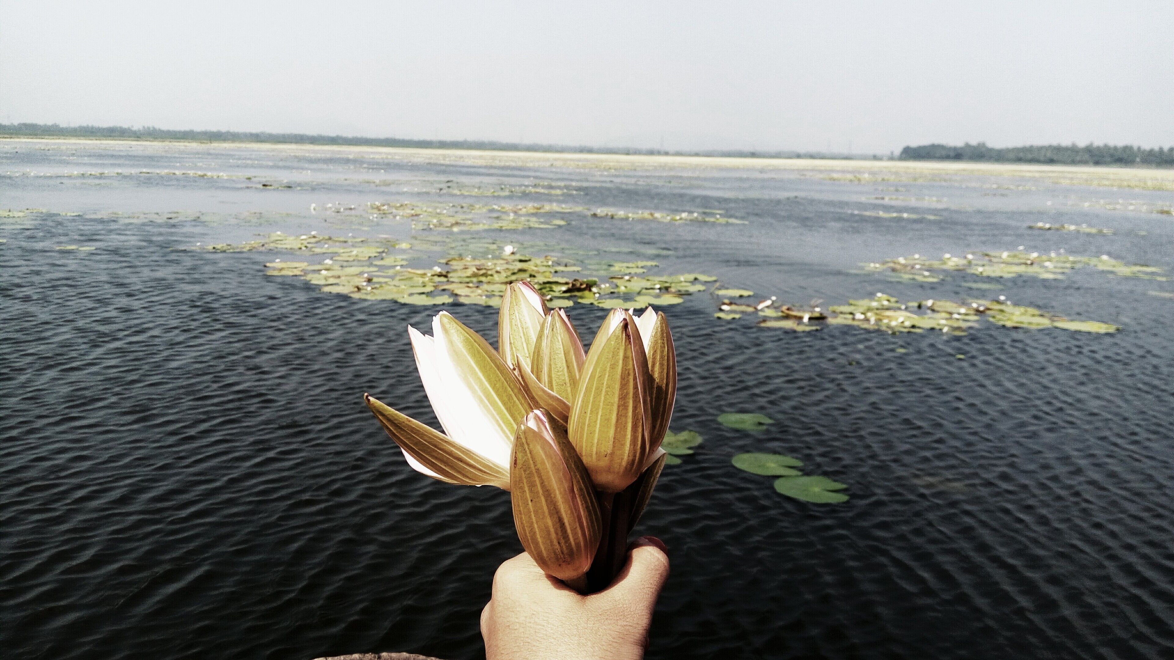 A hand holding lotus buds over water with lily pads.