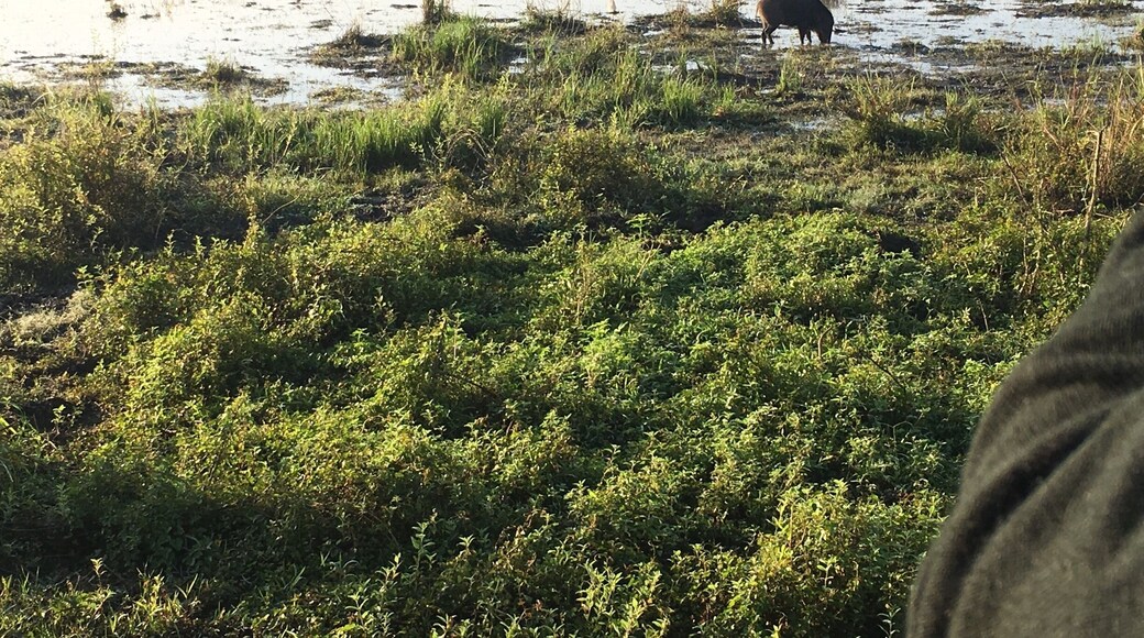 Another animal sighting during safari