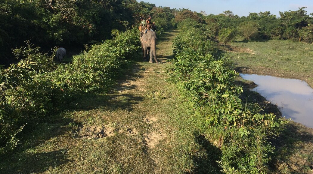 A 500 pound tiger decided to start issuing a series of low guttaral growls that had the attention of everyone around. The power of this huge cat is unimagineable. This was taken on a cold Fall day with temps around 25 degrees.