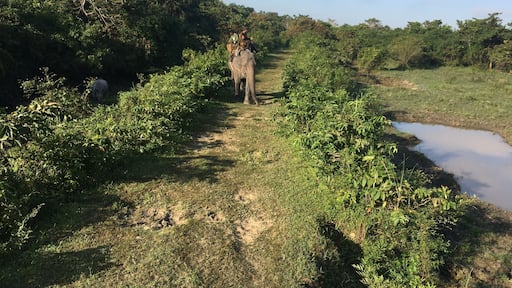 A 500 pound tiger decided to start issuing a series of low guttaral growls that had the attention of everyone around. The power of this huge cat is unimagineable. This was taken on a cold Fall day with temps around 25 degrees.