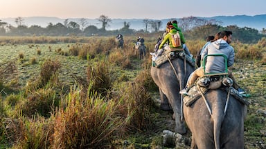 Early morning elephant ride on elephants through the elephant grass, Kaziranga National Park, Assam, India