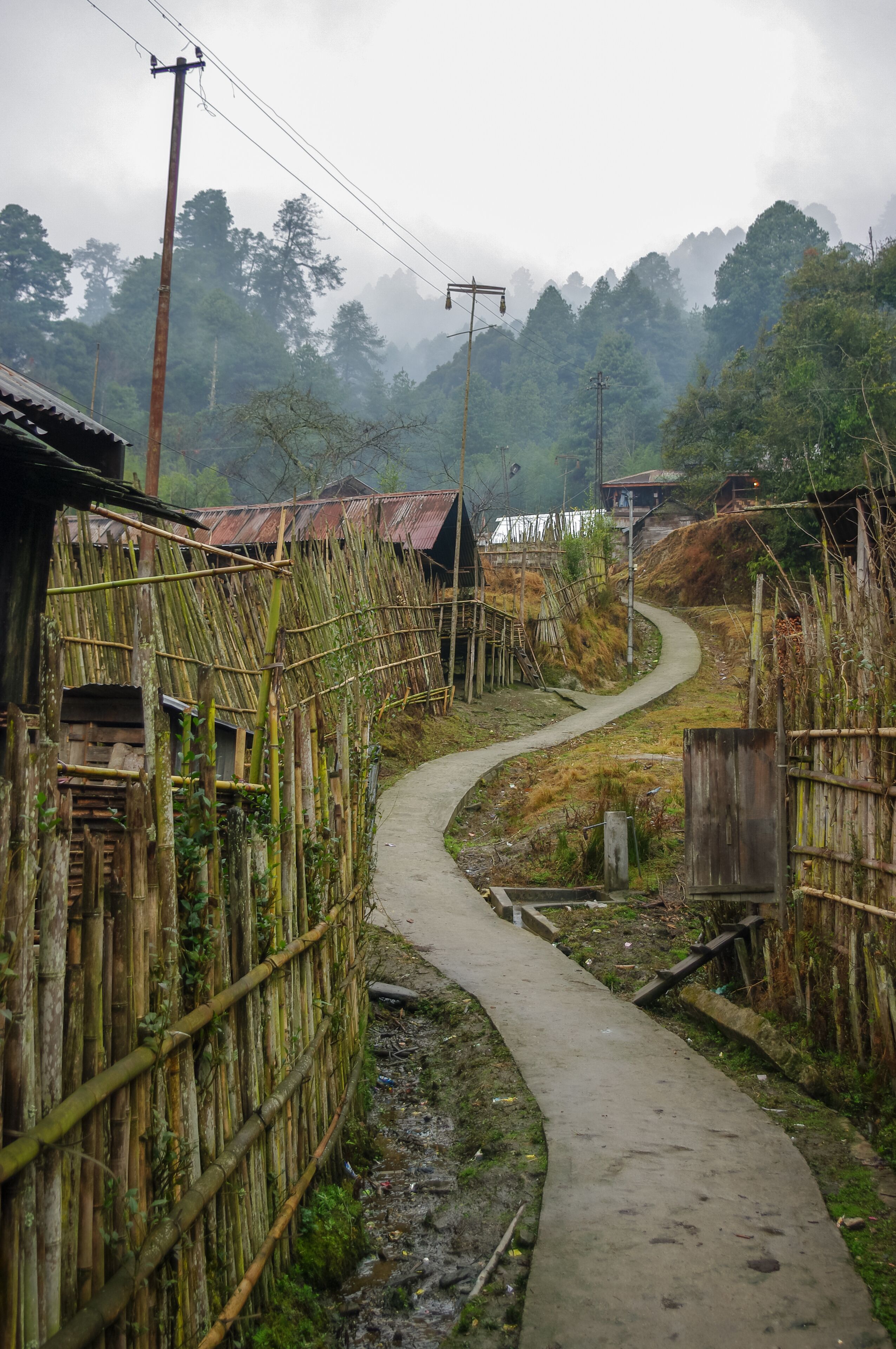 A narrow concrete path winding through a rural area with bamboo fences and traditional houses.