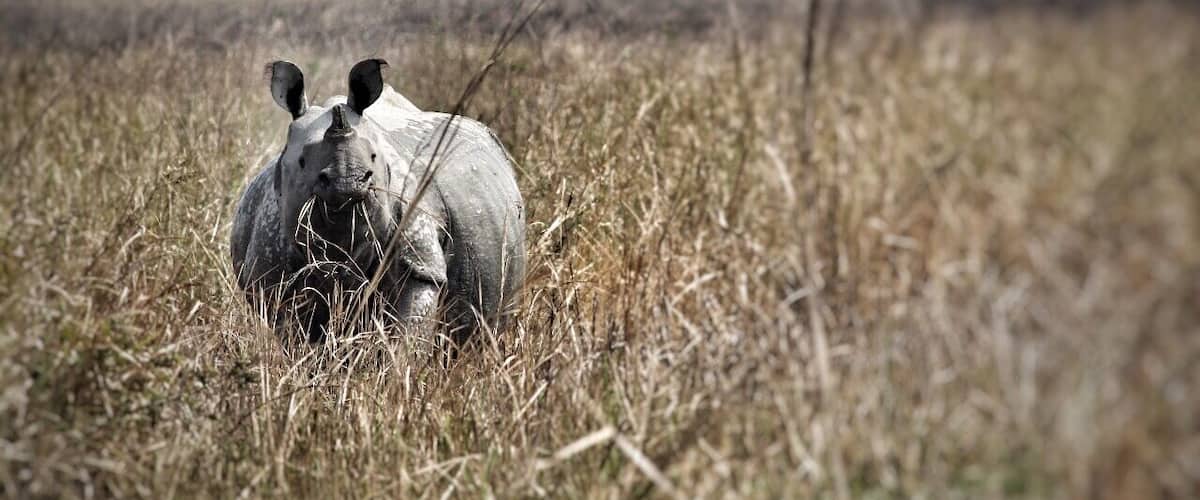 One horned Rhino in all its glory! #pobitura #wildlifesanctuary #onehornedrhino