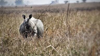 A rhinoceros in a dry grassland with sparse trees in the background.