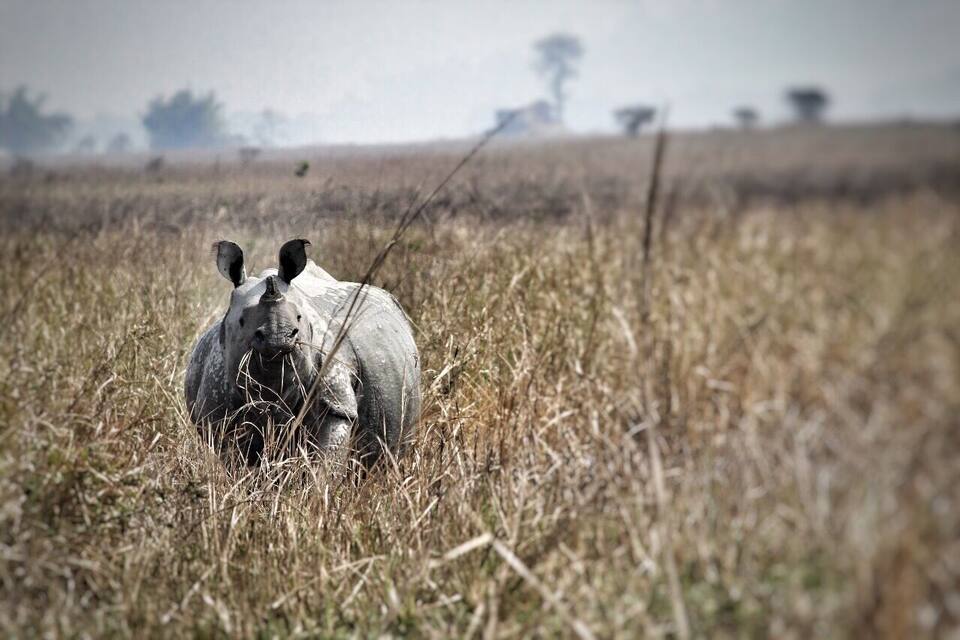 Een neushoorn in een droog grasland met enkele bomen in de verte.