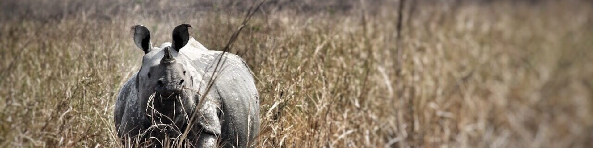 One horned Rhino in all its glory! #pobitura #wildlifesanctuary #onehornedrhino