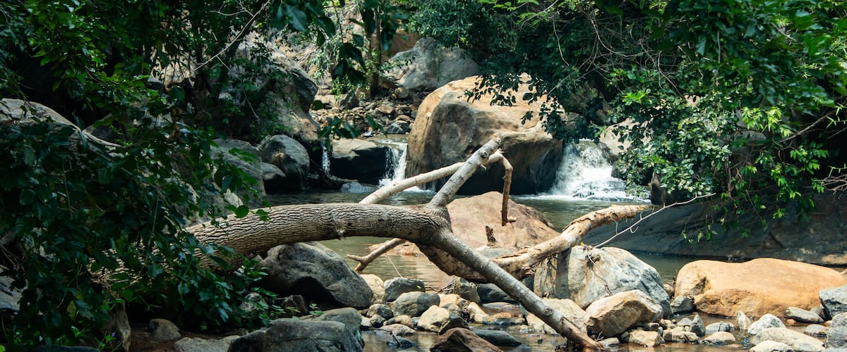 A rocky stream with a fallen tree, surrounded by dense foliage.