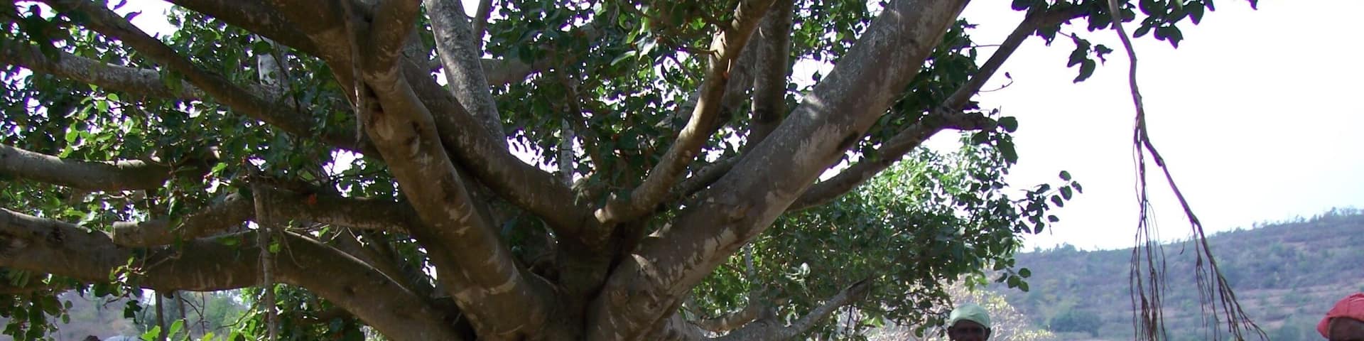 Hard working village people taking a rest in the shade.